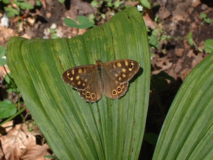 Farfalla M. Aurunci - Pararge aegeria